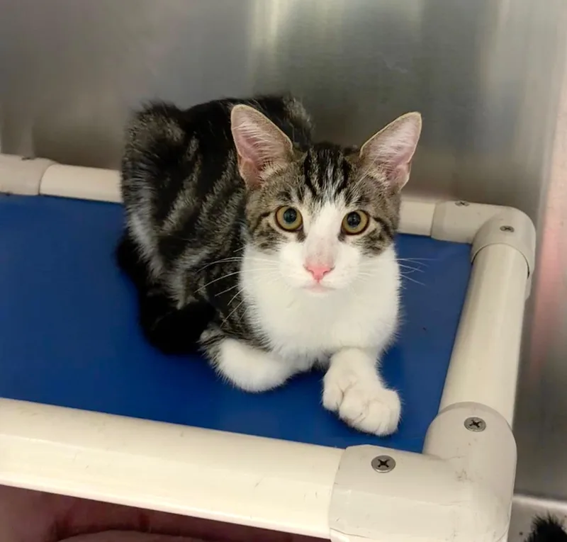 A baby medium-sized male Tabby (Brown / Chocolate) Domestic Short Hair cat named Billy for adoption in Wantagh, NY