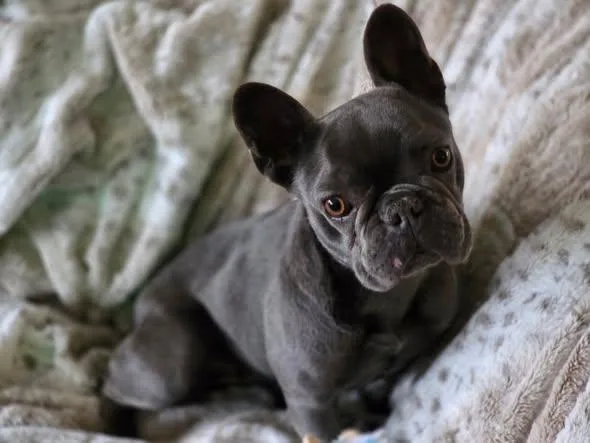 An adult small-sized female French Bulldog dog named Violet for adoption in Matthews, NC