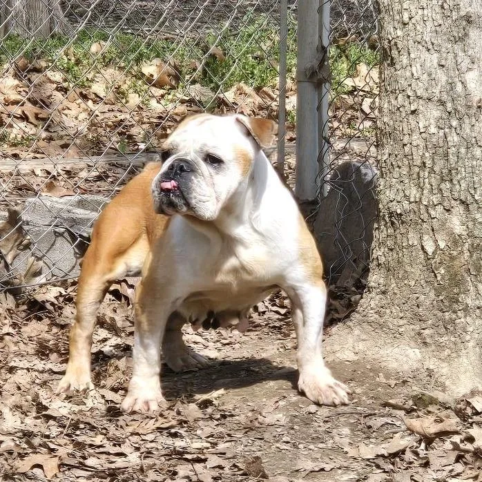 A senior medium-sized female Yellow / Tan / Blond / Fawn English Bulldog dog named Bella for adoption in Branson, MO