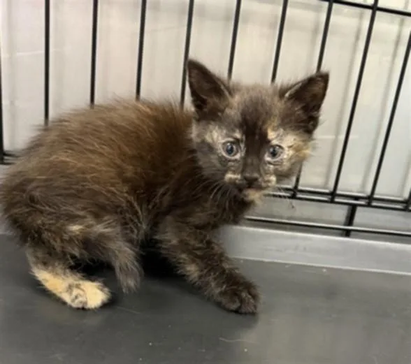 An adult small-sized female Domestic Short Hair cat named Allie for adoption in Van Nuys, CA