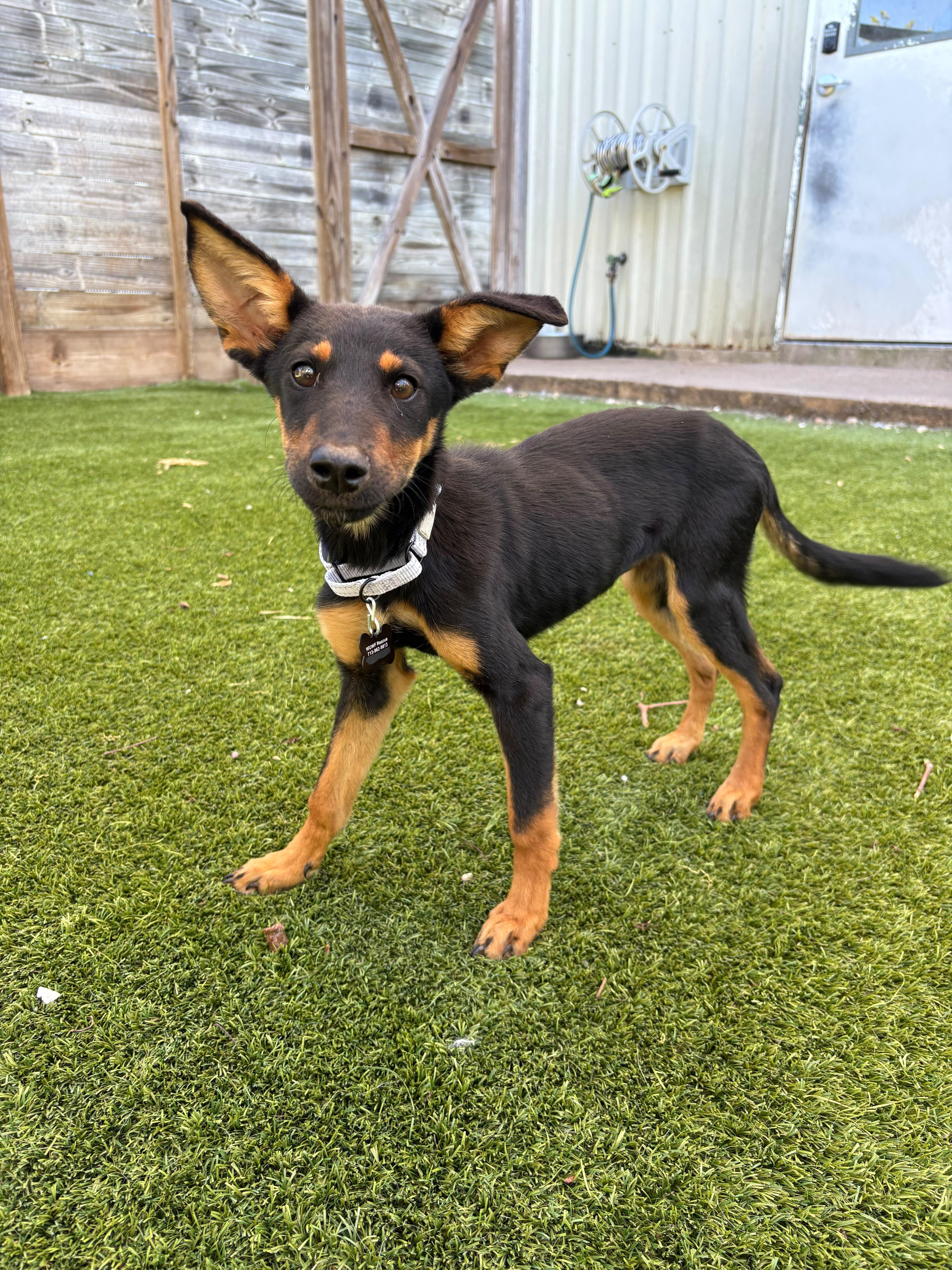 A baby medium-sized female Doberman Pinscher dog named Amelia Earhart for adoption in Houston, TX