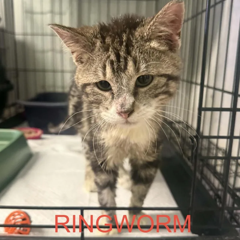 Twilight thumbnail 2