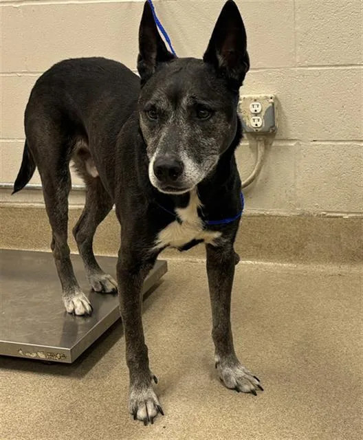 An adult medium-sized male German Shepherd Dog dog named Zeke for adoption in Grand Prairie, TX