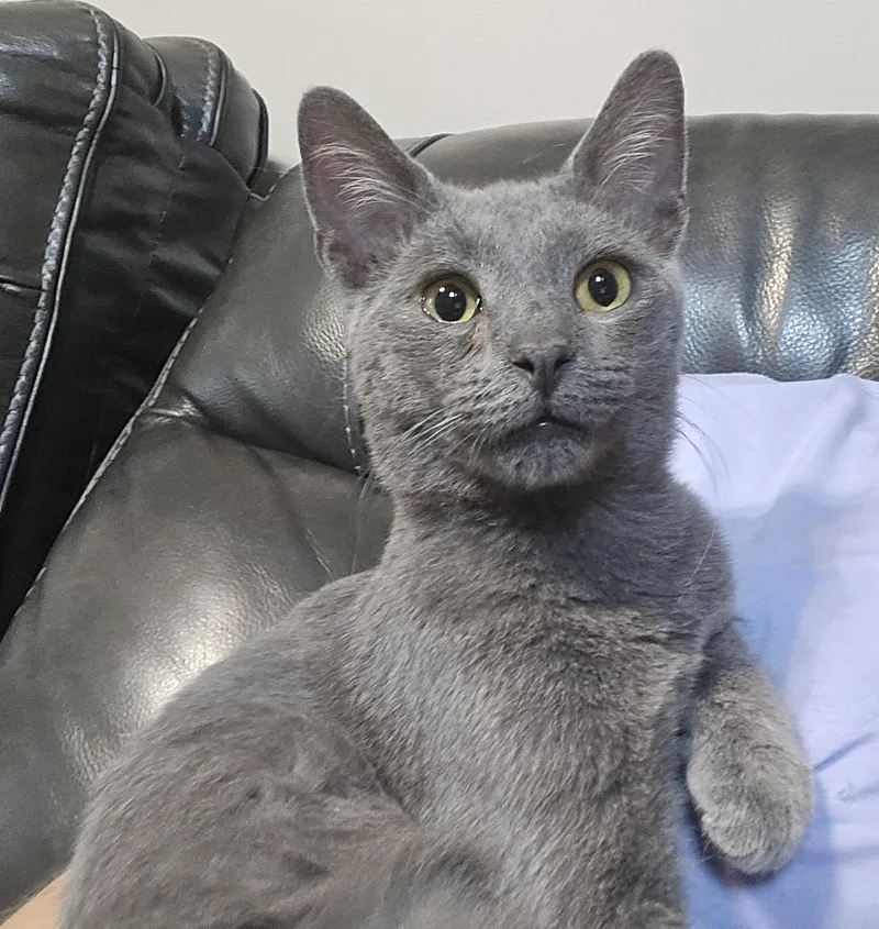 An adult medium-sized male Gray / Blue / Silver Domestic Short Hair cat named Thatcher for adoption in Grove City, OH