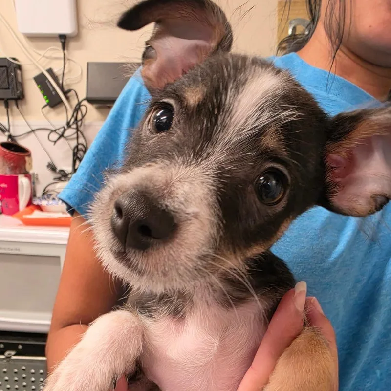 A baby small-sized male Brown / Chocolate Mixed Breed dog named Speedy Gonzales for adoption in Naples, FL