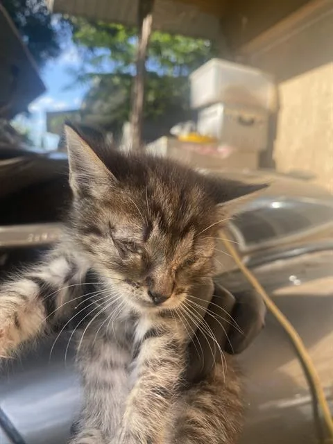 A baby small-sized female Domestic Short Hair cat named Charlie for adoption in Dallas, TX