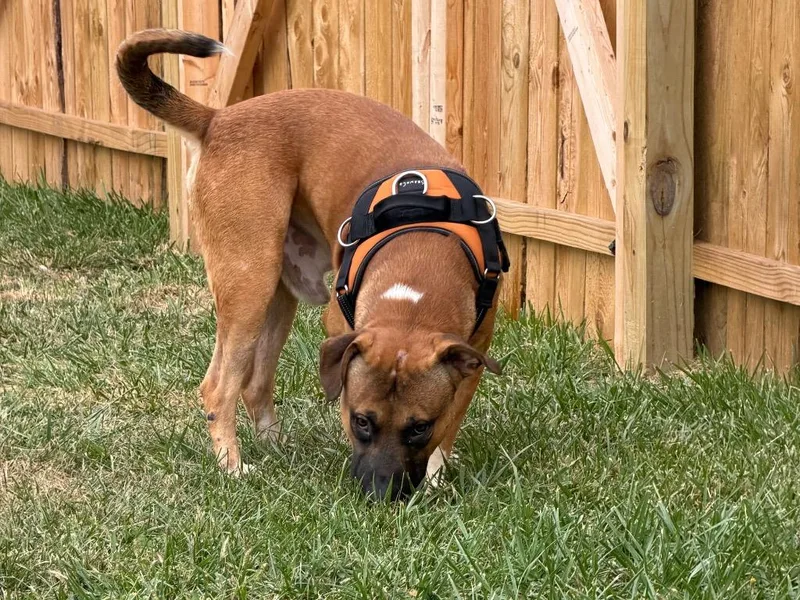 A young medium-sized male Mixed Breed dog named Muggsy for adoption in Centralia, IL