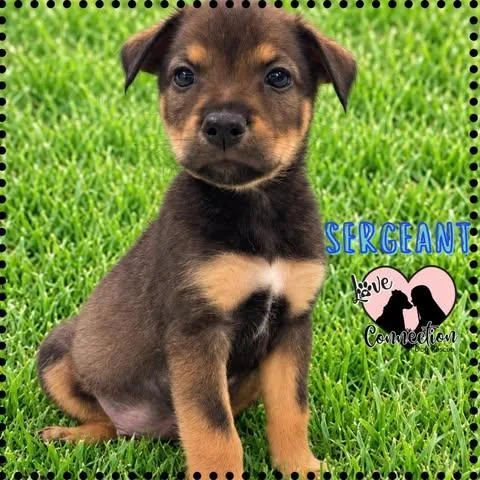 A baby medium-sized male Brown / Chocolate Border Collie dog named Sergeant for adoption in Gilbert, AZ