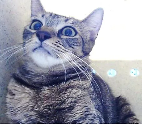 A young medium-sized female Domestic Short Hair cat named Estrella for adoption in Downey, CA
