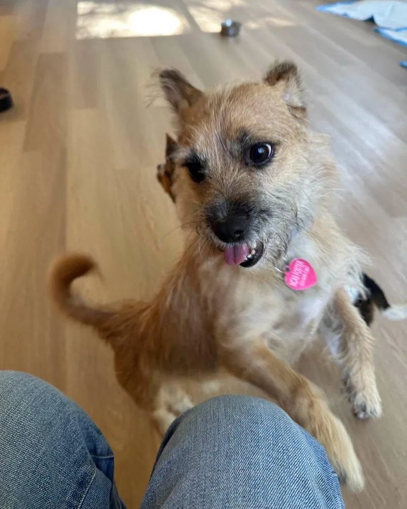 An adult small-sized male Golden Wheaten Terrier dog named Doodle for adoption in Sheridan, OR