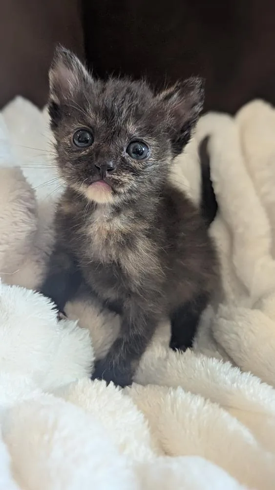 A baby small-sized female Tortoiseshell Domestic Short Hair cat named Rhea for adoption in Calimesa, CA