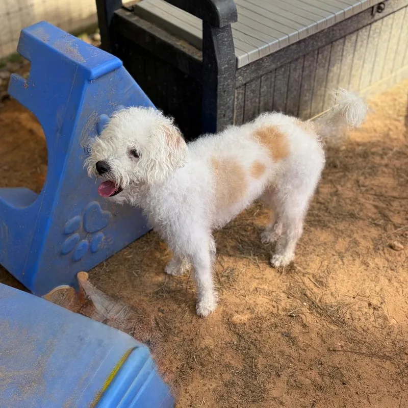 An adult small-sized male White / Cream Terrier dog named Charlie Bug for adoption in Houston, TX