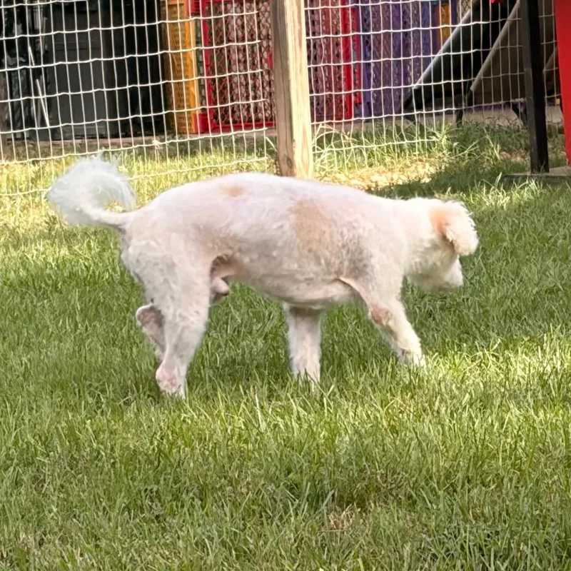 Charlie Bug thumbnail 2