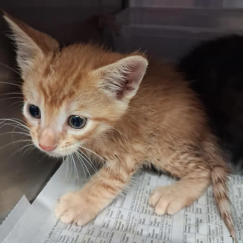 A baby small-sized male Orange / Red Domestic Short Hair cat named Kade for adoption in Lufkin, TX