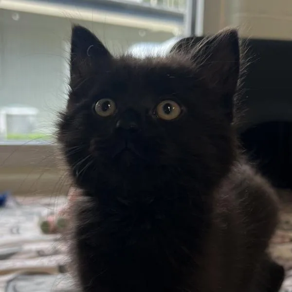A baby medium-sized female Domestic Short Hair cat named Amira for adoption in Silverdale, WA