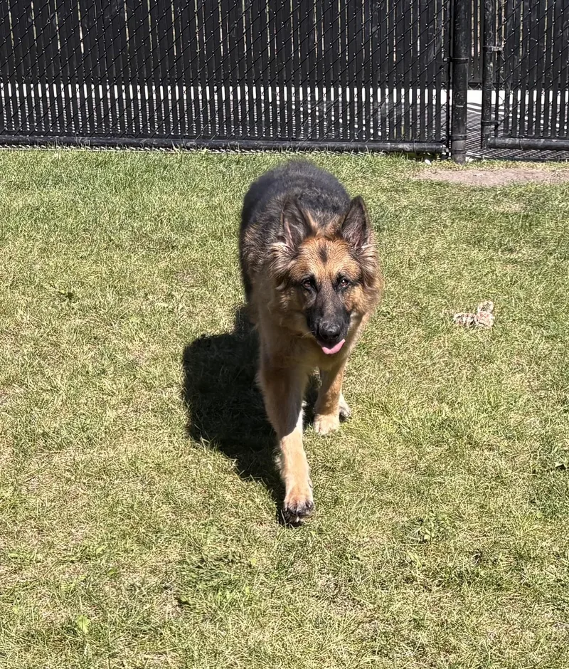An adult large-sized female German Shepherd Dog dog named Siggi for adoption in Kankakee, IL