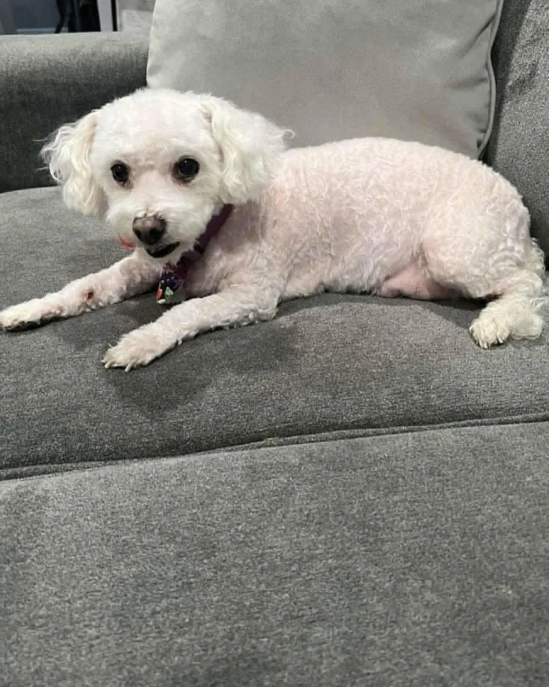 A senior small-sized female Bichon Frise dog named Matilda for adoption in Corona, CA