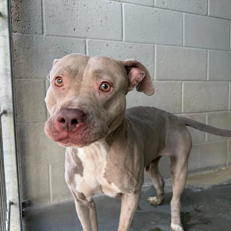 A senior medium-sized female Brown / Chocolate Pit Bull Terrier dog named Frisky for adoption in Yuma, AZ