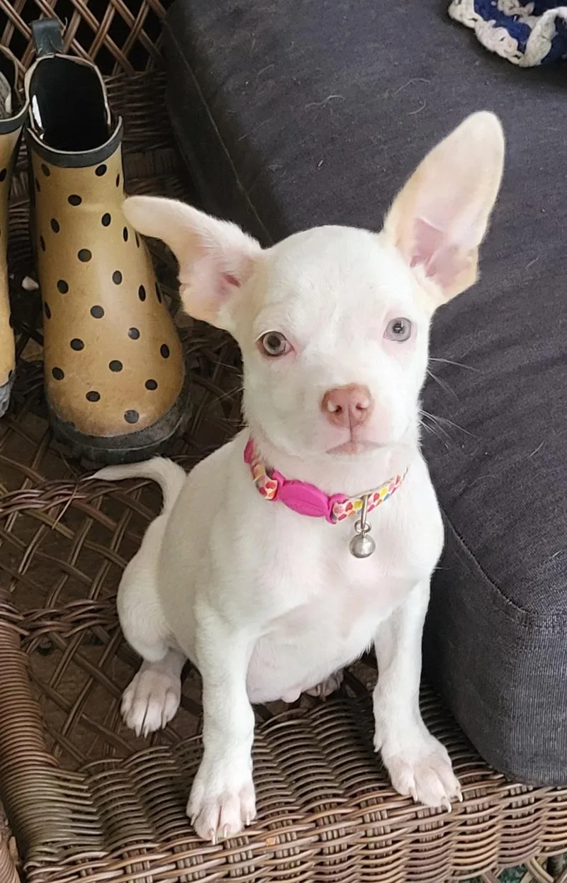 A baby medium-sized female Chihuahua dog named Dobbi for adoption in Mooresville, NC