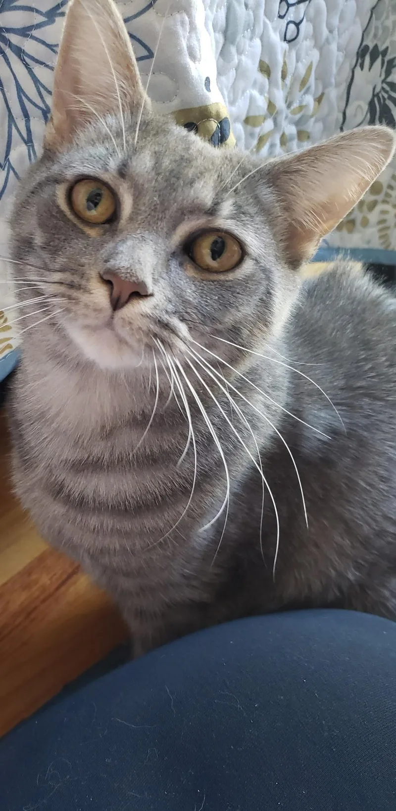 A young medium-sized female Tabby (Gray / Blue / Silver) American Shorthair cat named Sylvia for adoption in Springfield, MA