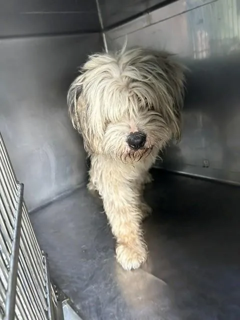 A young medium-sized male Australian Cattle Dog / Blue Heeler dog named Faz for adoption in Baldwin Park, CA