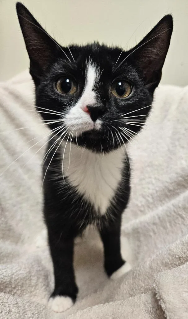 A young small-sized female Domestic Short Hair cat named Sprout for adoption in Fremont, OH