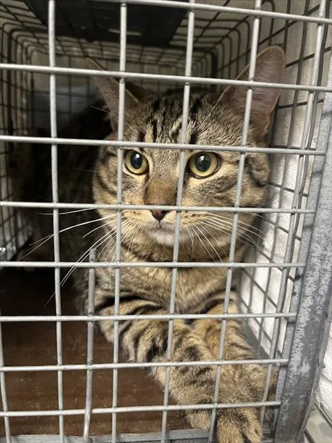 An adult medium-sized male Domestic Short Hair cat named Smokey for adoption in Las Vegas, NV