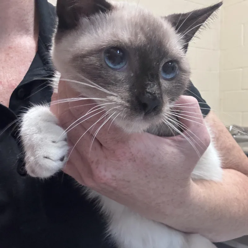 A baby medium-sized female Siamese cat named Dash for adoption in Gainesville, VA