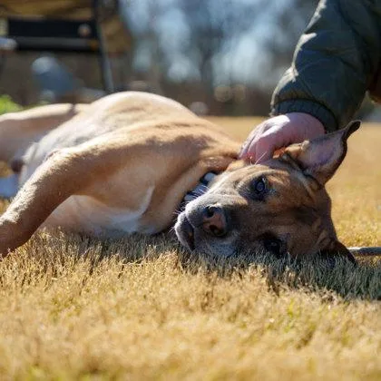An adult large-sized male Yellow / Tan / Blond / Fawn Retriever dog named Jericho for adoption in Atlanta, GA