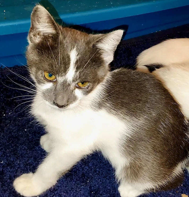 A baby medium-sized male Gray / Blue / Silver Domestic Short Hair cat named Geoffrey for adoption in The Dalles, OR