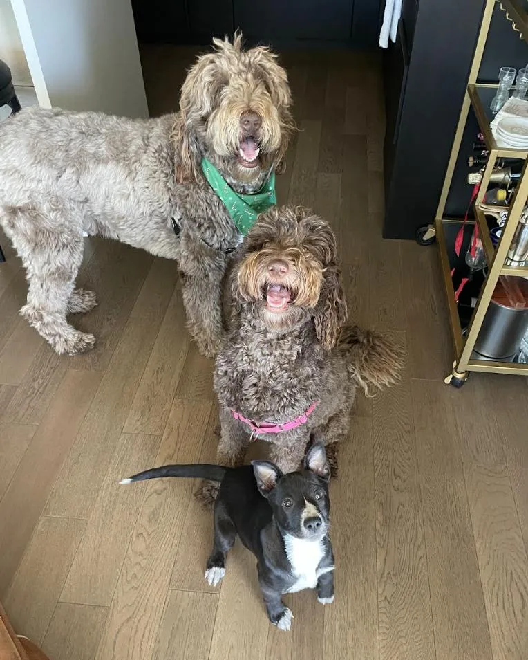 Margarita Pup: Mai Tai thumbnail 2