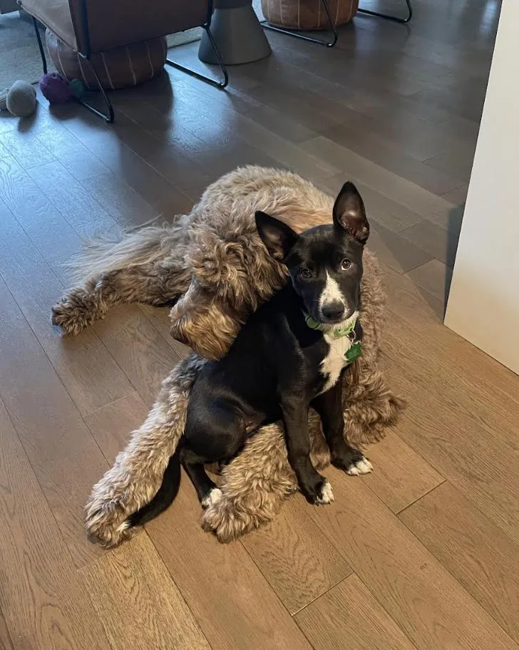 Margarita Pup: Mai Tai thumbnail 3