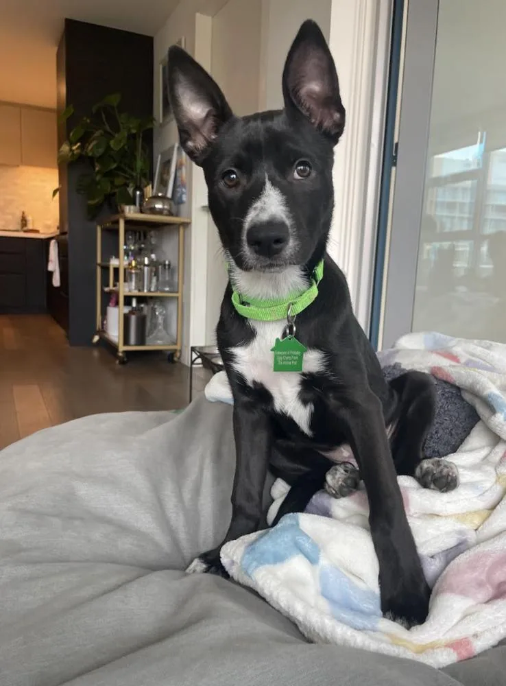 Margarita Pup: Mai Tai thumbnail 4