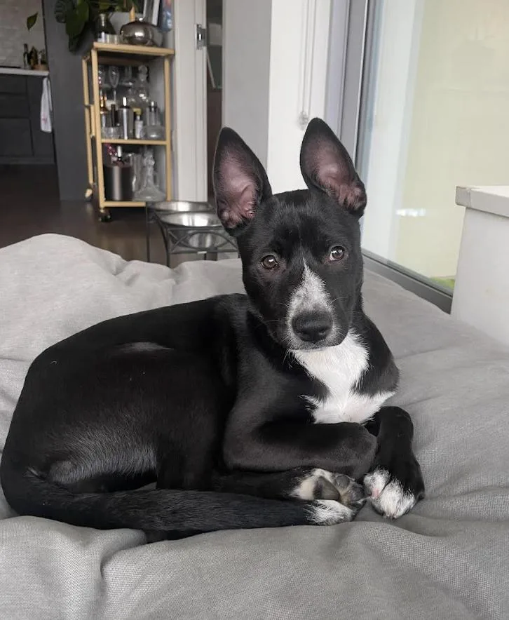 Margarita Pup: Mai Tai thumbnail 5