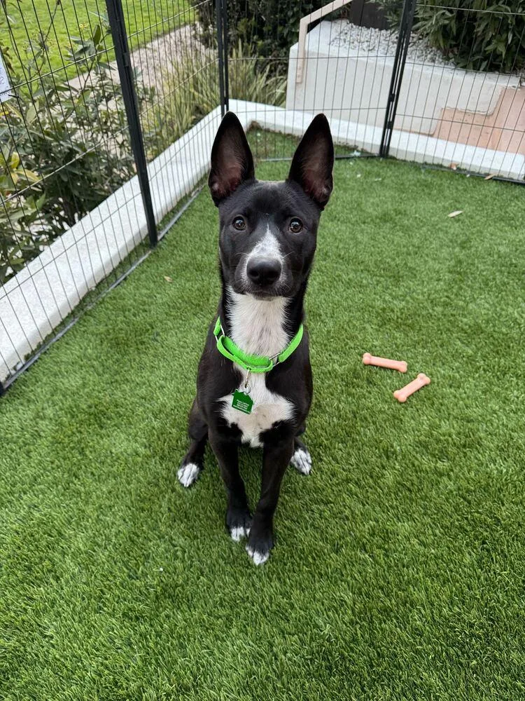 Margarita Pup: Mai Tai thumbnail 6