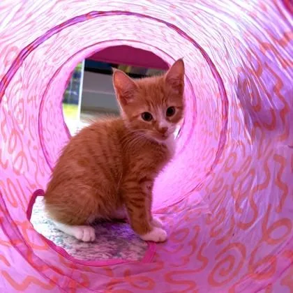 A baby small-sized female Domestic Short Hair cat named Oyster for adoption in Washington, DC