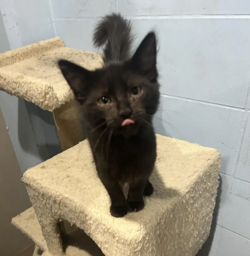 A baby large-sized female Domestic Short Hair cat named Maria for adoption in North Kansas City, MO