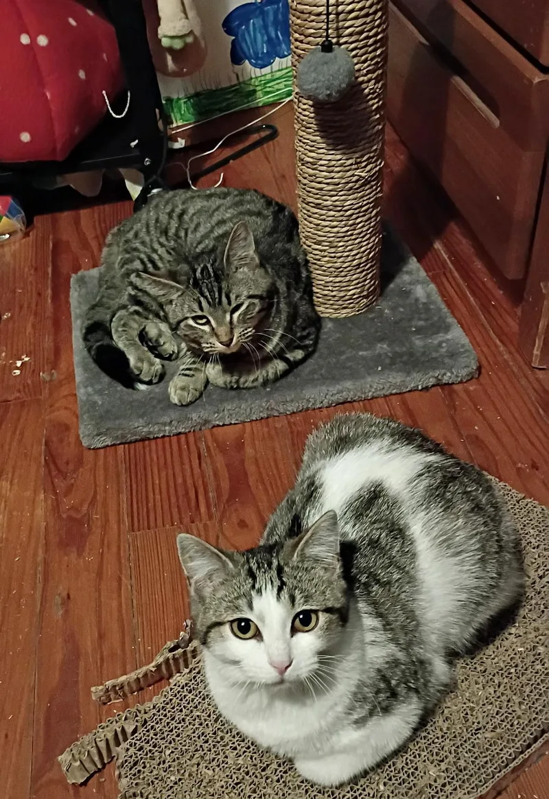 A baby medium-sized female Tabby (Gray / Blue / Silver) Domestic Short Hair cat named Burgess for adoption in Hoyleton, IL