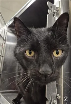 An adult large-sized male Domestic Short Hair cat named Shadow for adoption in Hagerstown, MD