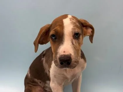 A baby large-sized male Catahoula Leopard Dog dog named Tex for adoption in Woodbury, MN