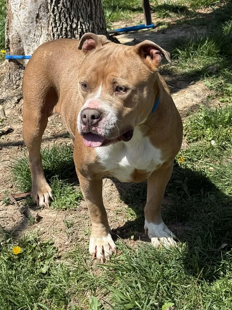 An adult medium-sized female Yellow / Tan / Blond / Fawn Pit Bull Terrier dog named Alice for adoption in Springfield, IL