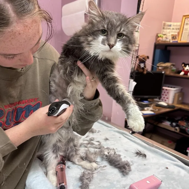 Elvis Pawsley thumbnail 3