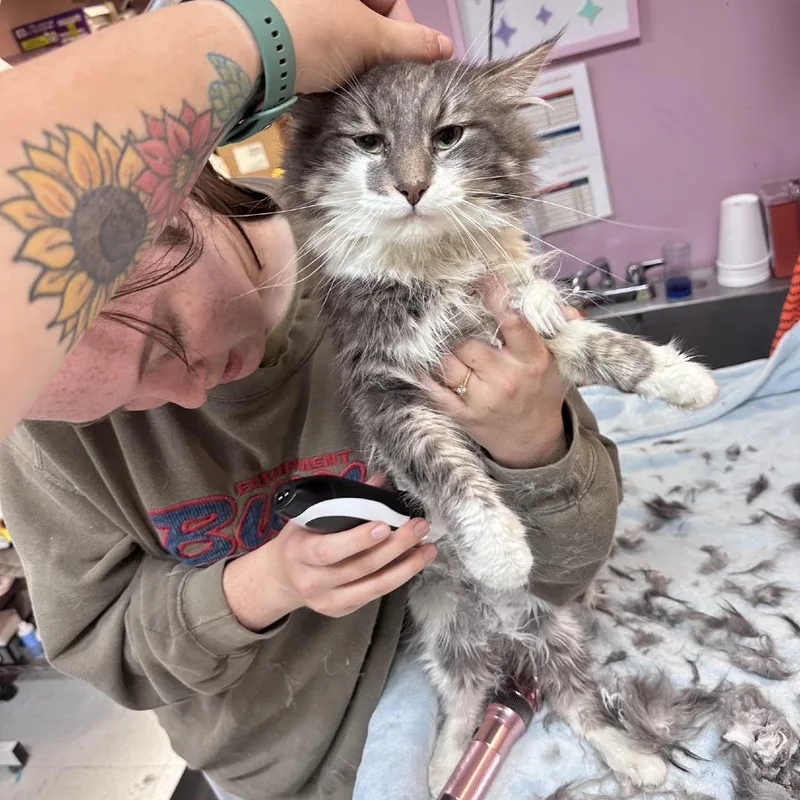 Elvis Pawsley thumbnail 4