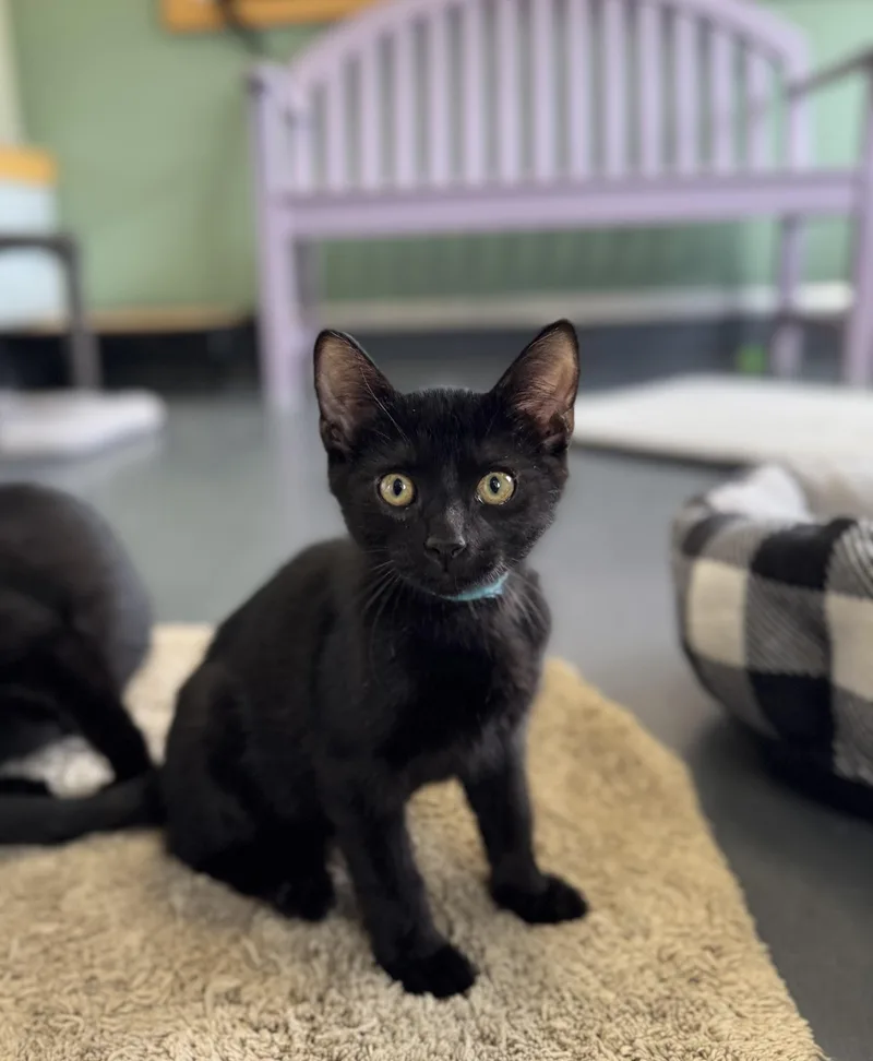 A baby medium-sized male Black Domestic Short Hair cat named Magic for adoption in Eagle, CO