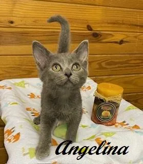 A baby medium-sized female Domestic Short Hair cat named Angelina Ballerina for adoption in Southern Pines, NC