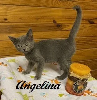 Angelina Ballerina thumbnail 3