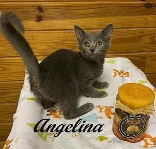 Angelina Ballerina thumbnail 4