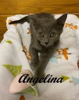 Angelina Ballerina thumbnail 5