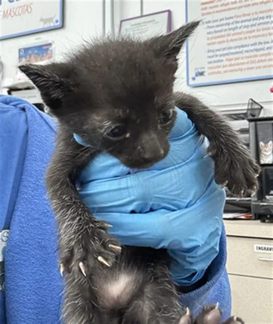 A baby medium-sized male Domestic Short Hair cat named May for adoption in Dallas, TX