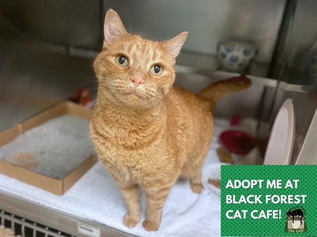 An adult large-sized male Domestic Short Hair cat named Charlie for adoption in Fort Wayne, IN